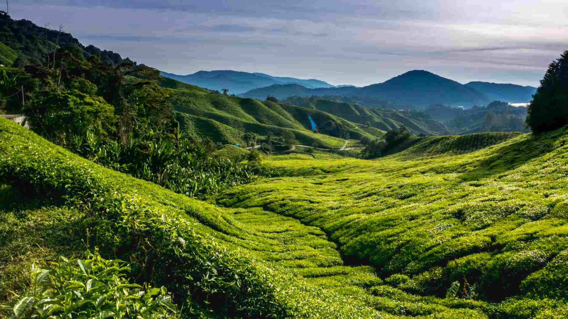 Teekanne - Teeplantage